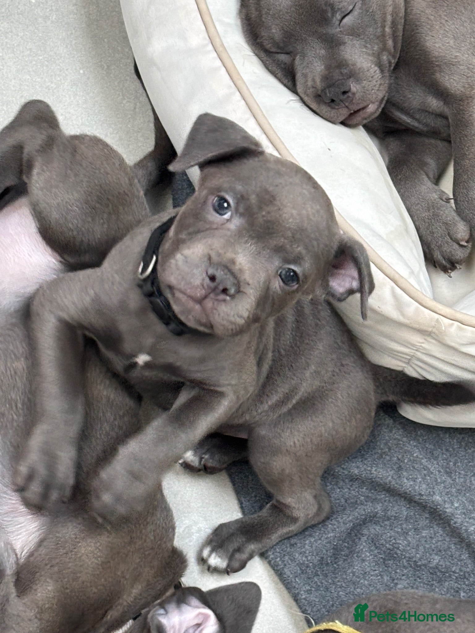Staffordshire Bull Terrier dogs 2 Left *Avail now* Blue Staff Puppies  - Advert 2