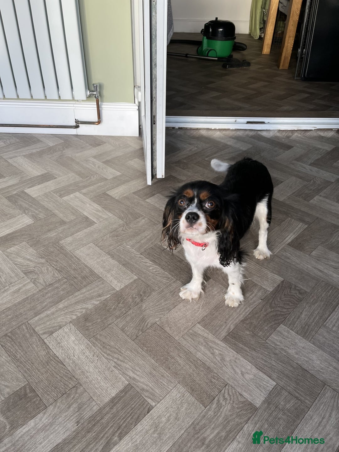 Cavalier King Charles Spaniel dogs for sale: Chocolate Carrier Tri Very Small - Advert 3