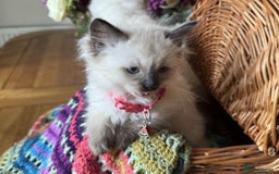 Ragdoll cats for sale: Adorable Ragdoll Kittens  - Image 6