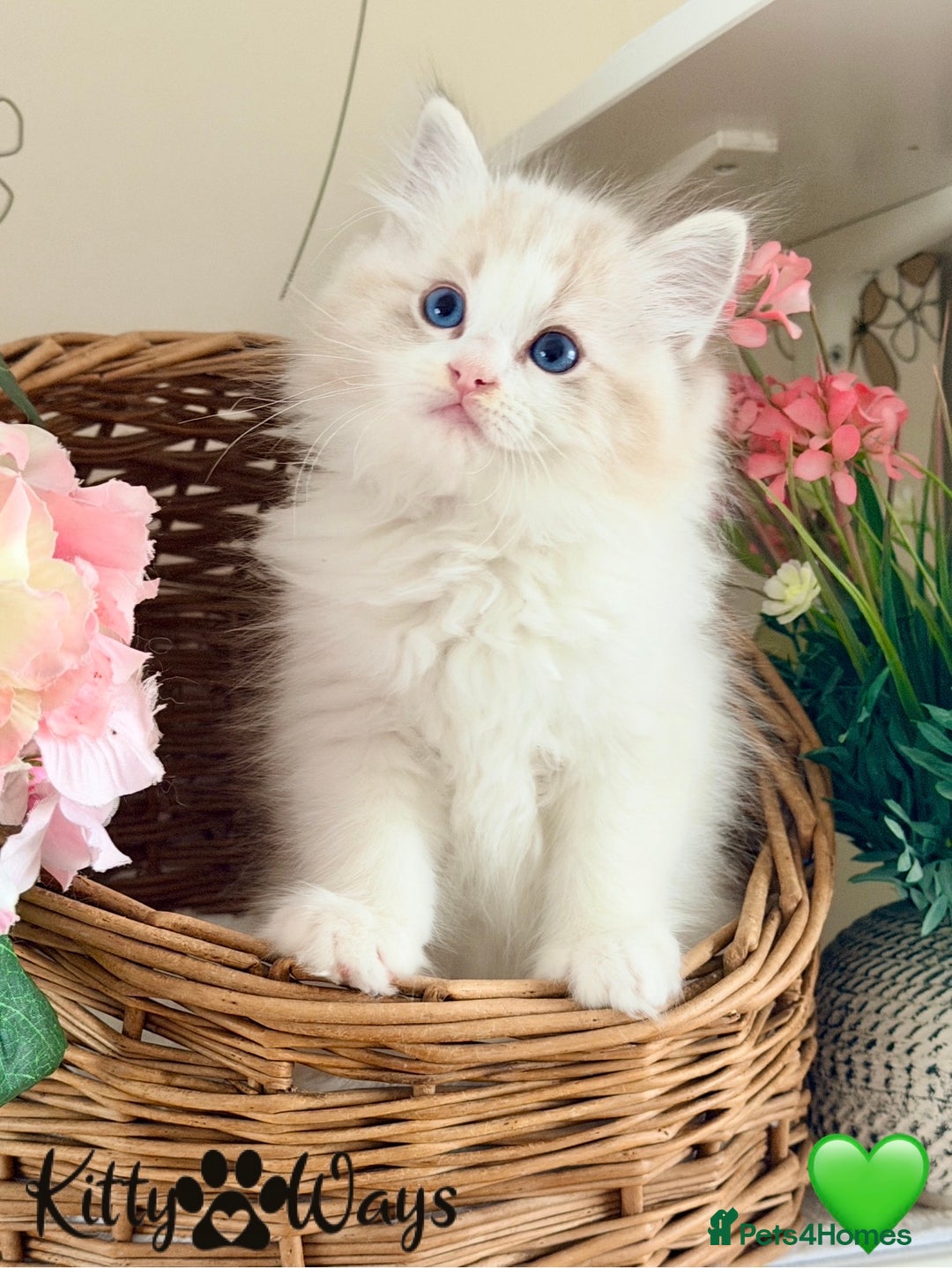 Ragdoll cats for sale: 🐾🩷*TICA REG* LYNX TABBY EU RAGDOLL KITTENS🩵🐾 - Image 6