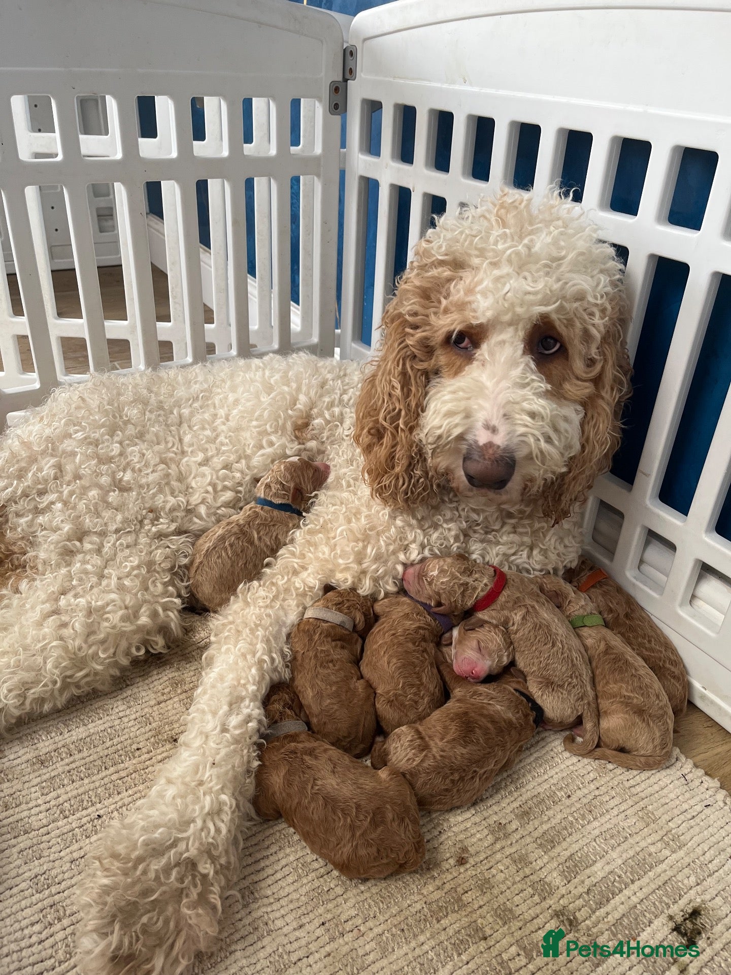 Goldendoodle dogs  Multigenerational Standard goldendoodle puppies - Advert 1