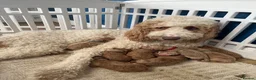 Goldendoodle dogs for sale:  Multigenerational Standard goldendoodle puppies - Advert 1