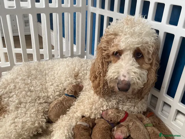 Goldendoodle dogs for sale: Multigenerational Standard goldendoodle puppies - Advert 1