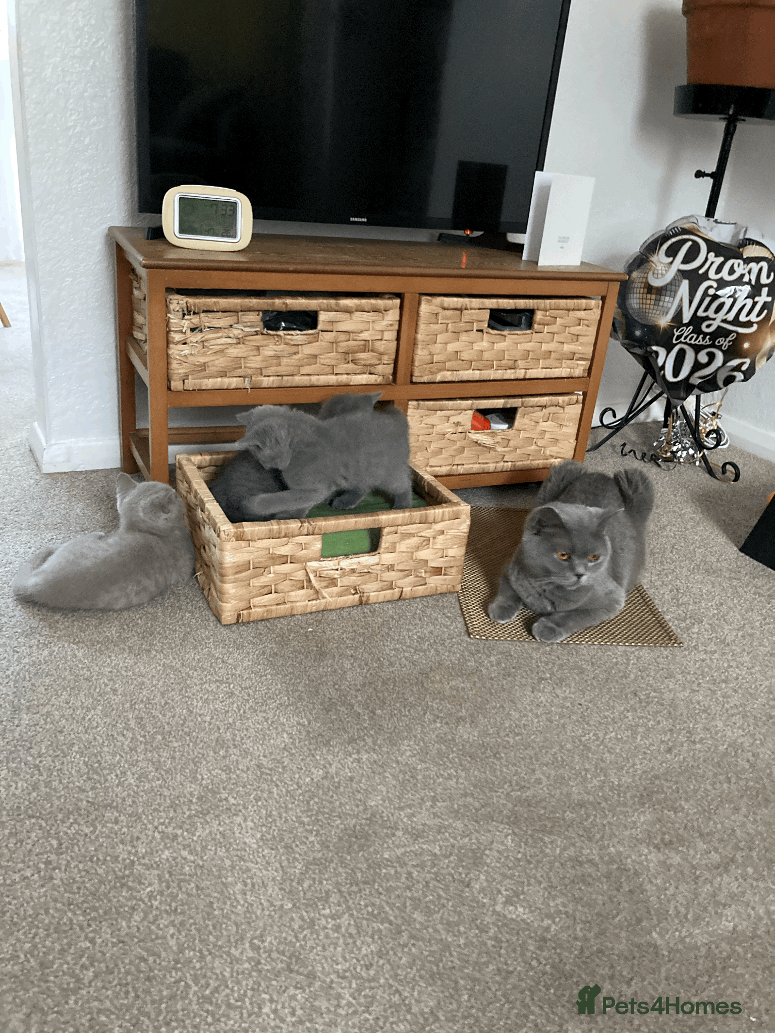 British Shorthair cats Beautiful BSH Kittens/Blue/Lilac/GCCF parents - Advert 12