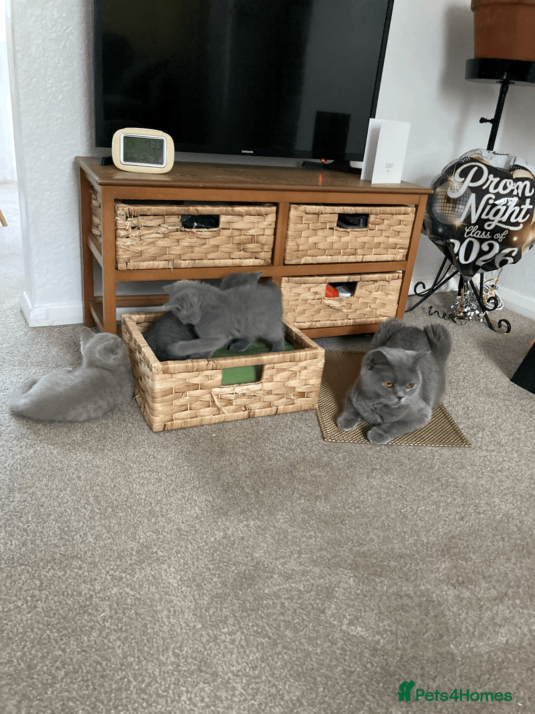 British Shorthair cats for sale: Beautiful BSH Kittens/Blue/Lilac/GCCF parents - Advert 1