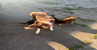 Border Collie dogs - Advert 4
