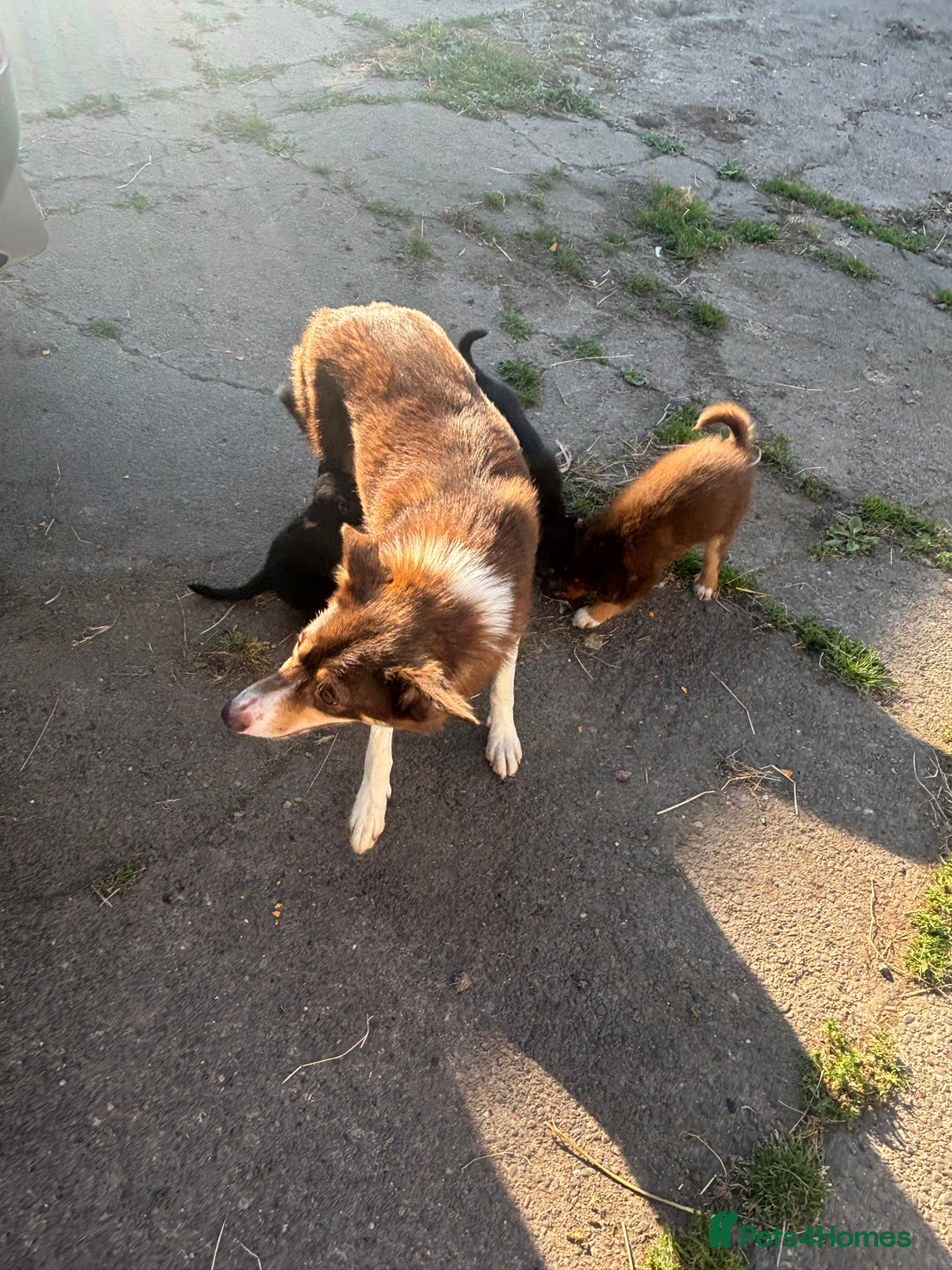 Border Collie dogs for sale: Gorgeous collie pups  - Image 3