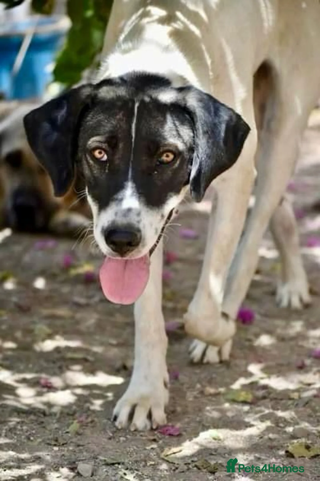 Mixed Breed dogs for adoption: 🐾 Meet Freya😍 in Hengoed - Advert 1