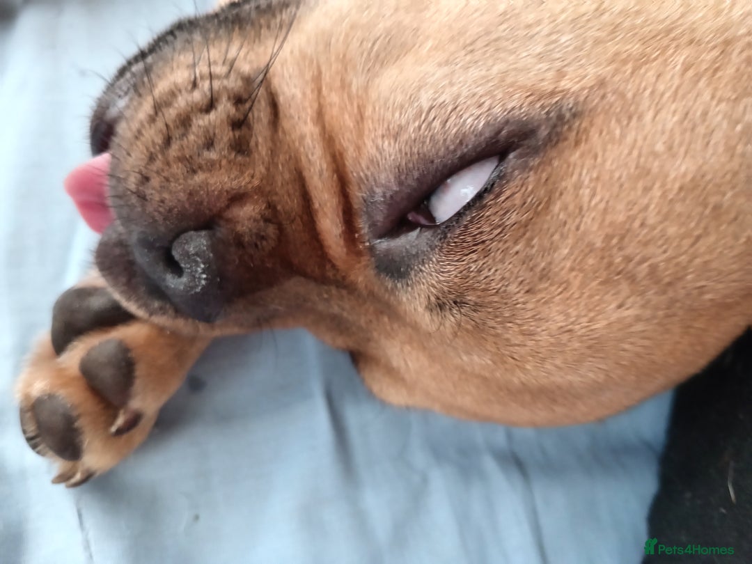 Mixed Breed dogs for sale: French bulldog cross Alsatian - Advert 5