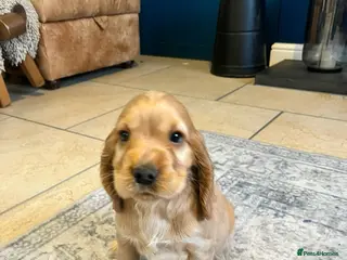 Cocker Spaniel dogs Beautiful Golden Show Cocker Spaniel Puppies. - Advert 3