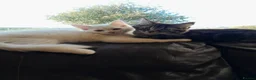 Mixed Breed cats for sale: 4 attractive Turkish Angora/Maine Coon kittens in Newquay - Advert 15