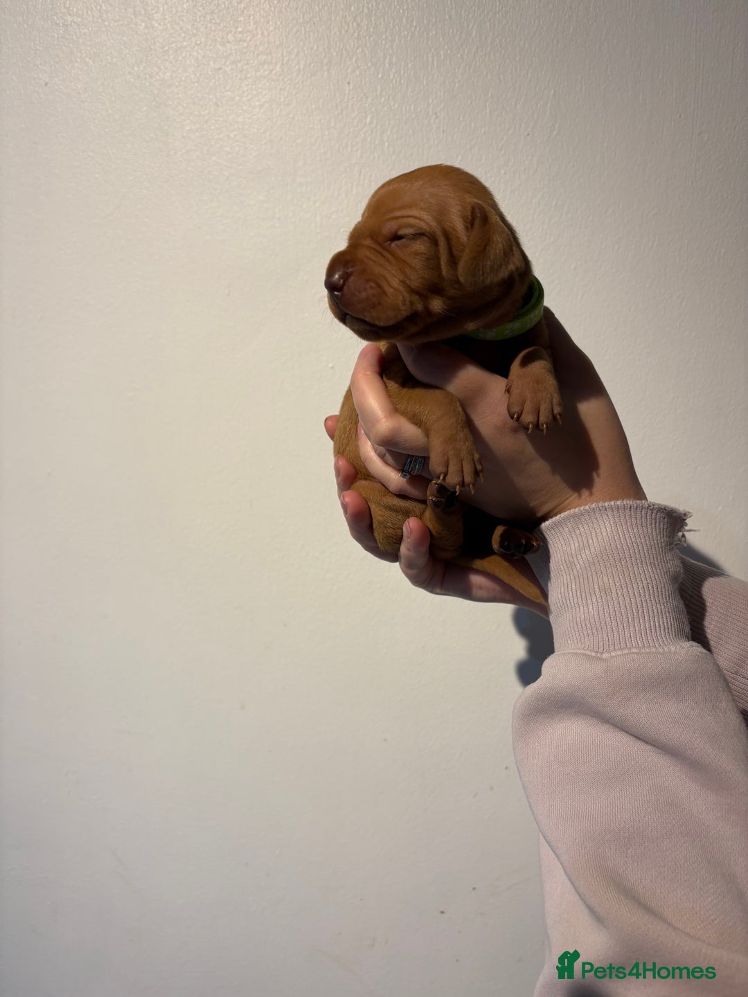 Hungarian Vizsla dogs for sale: Stunning Litter of Hungarian Vizsla Puppies - Advert 11