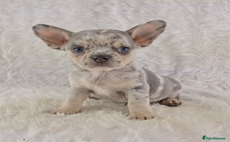 Mixed Breed dogs - Advert 1