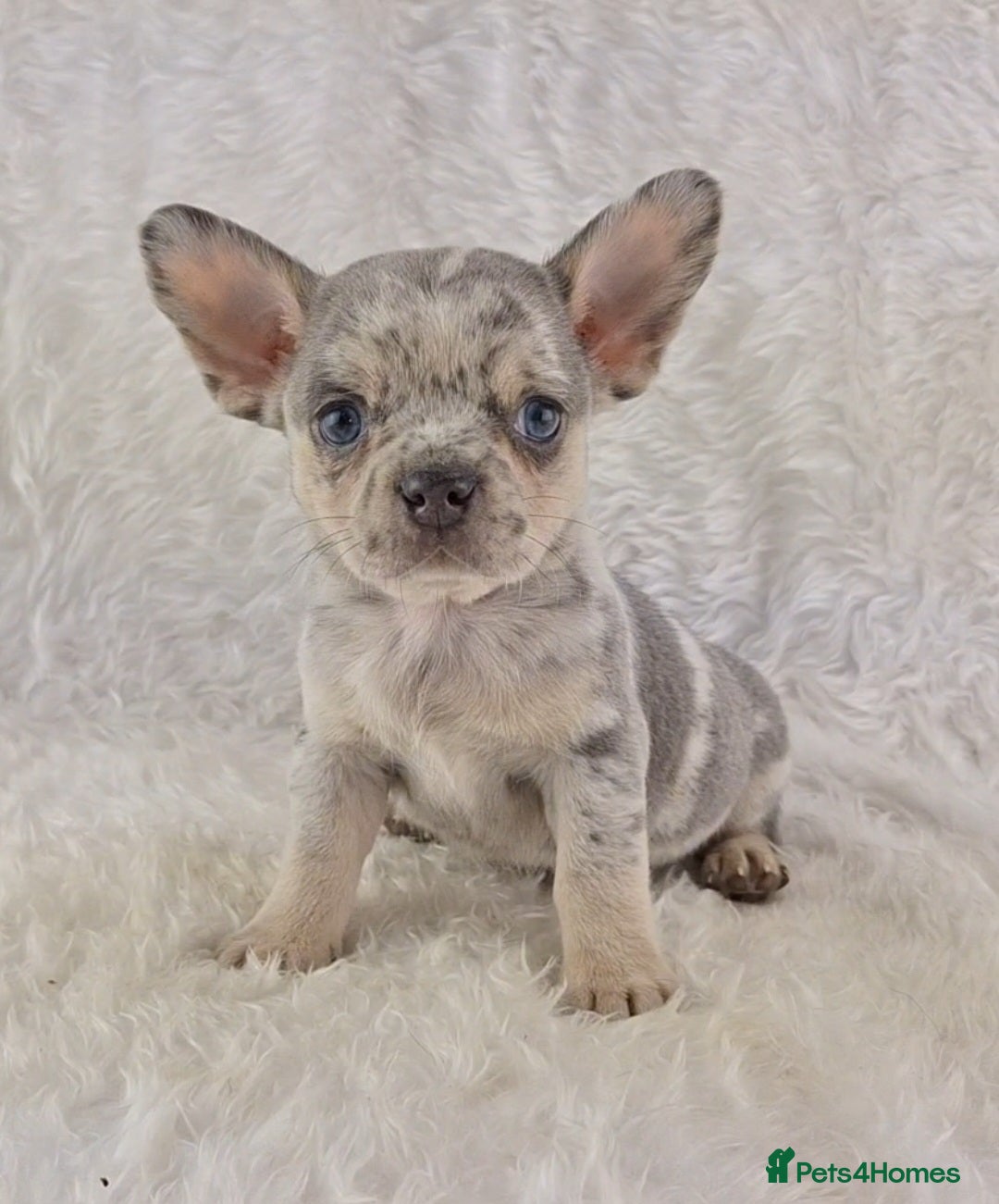 French bulldog Chihuahua Puppies for sale Pets4Homes