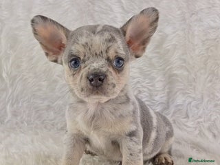 Mixed Breed dogs - Advert 6