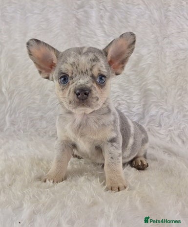 Mixed Breed dogs - Advert 1