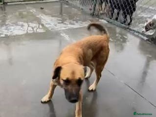 Mixed Breed dogs Captain, 10 yrs old. Available for adoption. - Advert 2