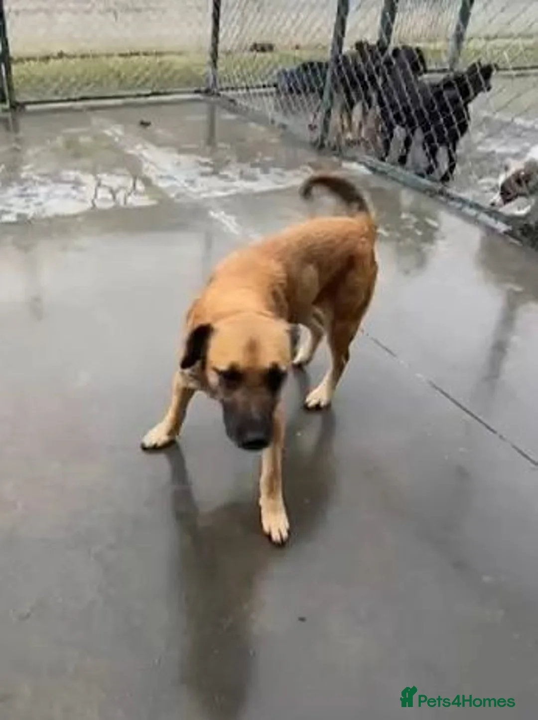 Mixed Breed dogs for adoption: Captain, 10 yrs old. Available for adoption. - Advert 2