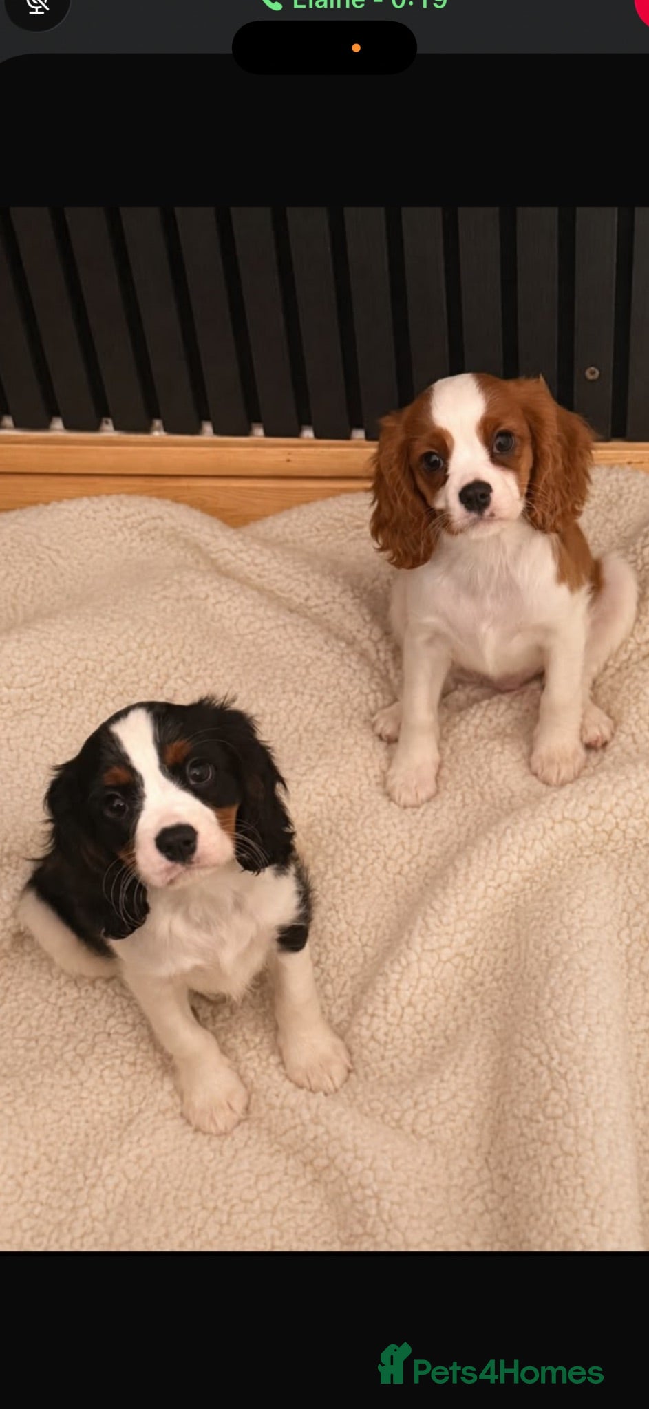 Cavalier King Charles Spaniel dogs 🐶Kc cavalier dna clear puppies 🐶2  boys left - Advert 1