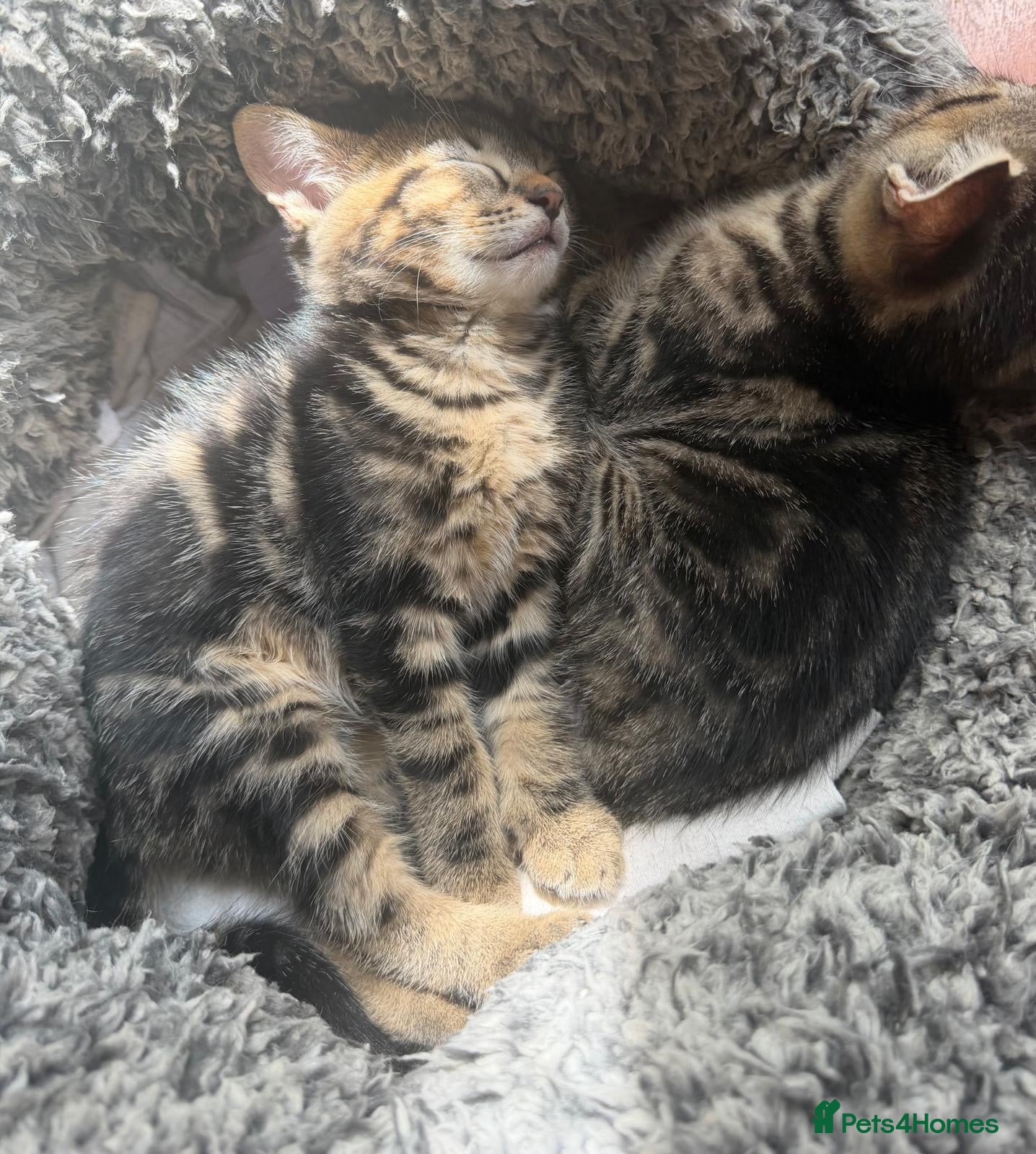 Mixed Breed cats for sale: Beautiful kittens available  - Advert 6