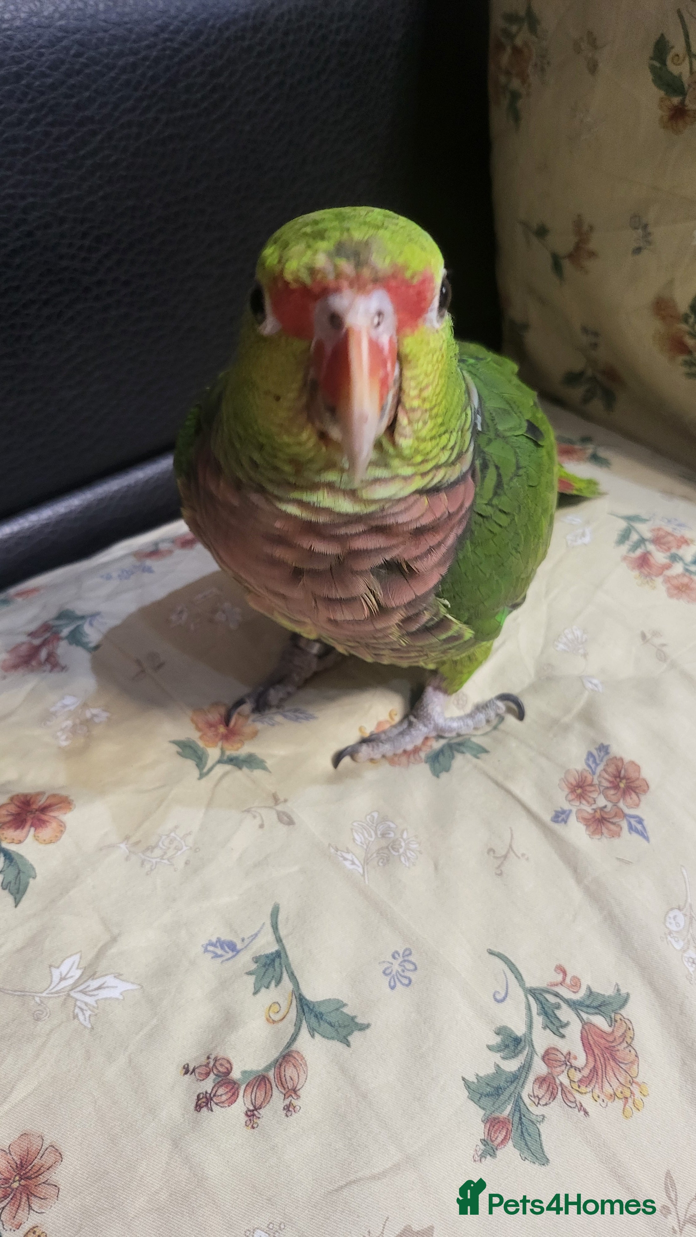 Parrots birds Vinaceous Breasted Amazon - Advert 22