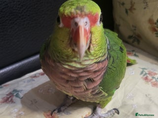 Parrots birds - Advert 6