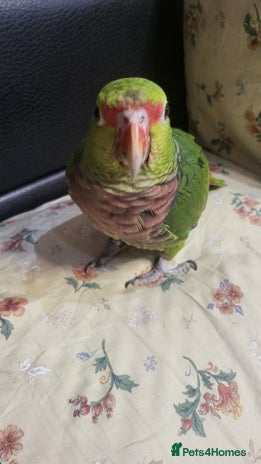 Parrots birds - Advert 7