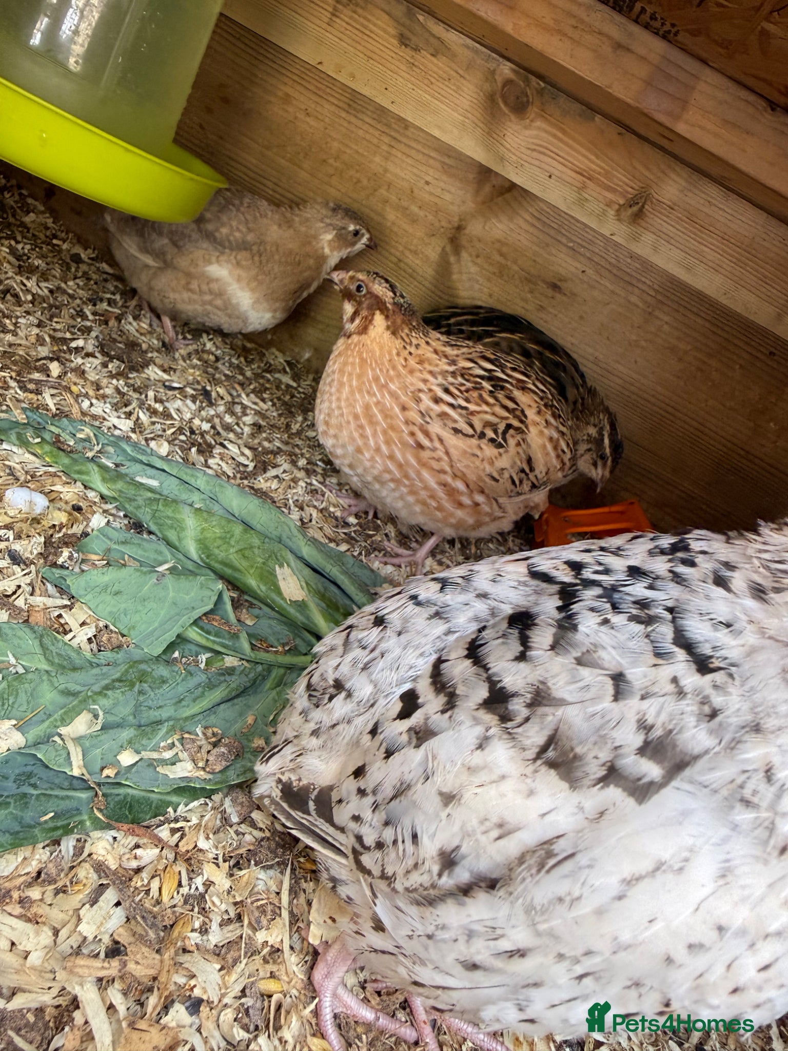 Quail poultry Mixed mutation coturnix quail  - Advert 4