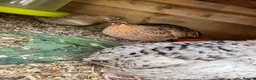Quail poultry for sale: Mixed mutation coturnix quail  - Advert 1