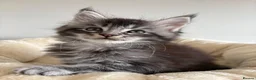 Maine Coon cats for sale: XL Maine Coon kittens for sale -TICA registered! - Advert 17
