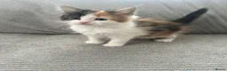 Maine Coon cats for sale: Kittens Looking for Their Forever Homes 🐾 - Advert 35