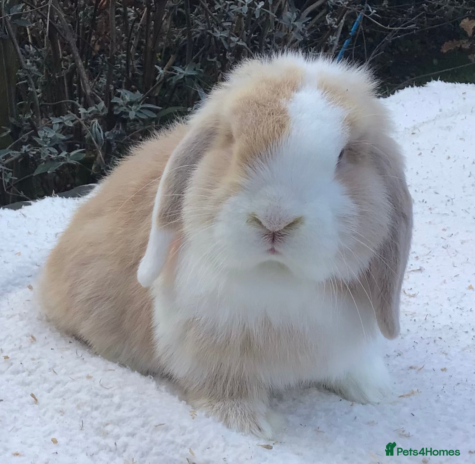 Mini Lop rabbits Mini lop buck - Advert 17