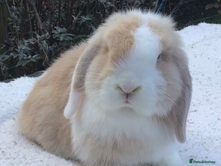 Mini Lop rabbits Mini lop buck - Advert 12