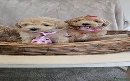 Poochon dogs for sale: Poochon puppies ready now  - Image 8