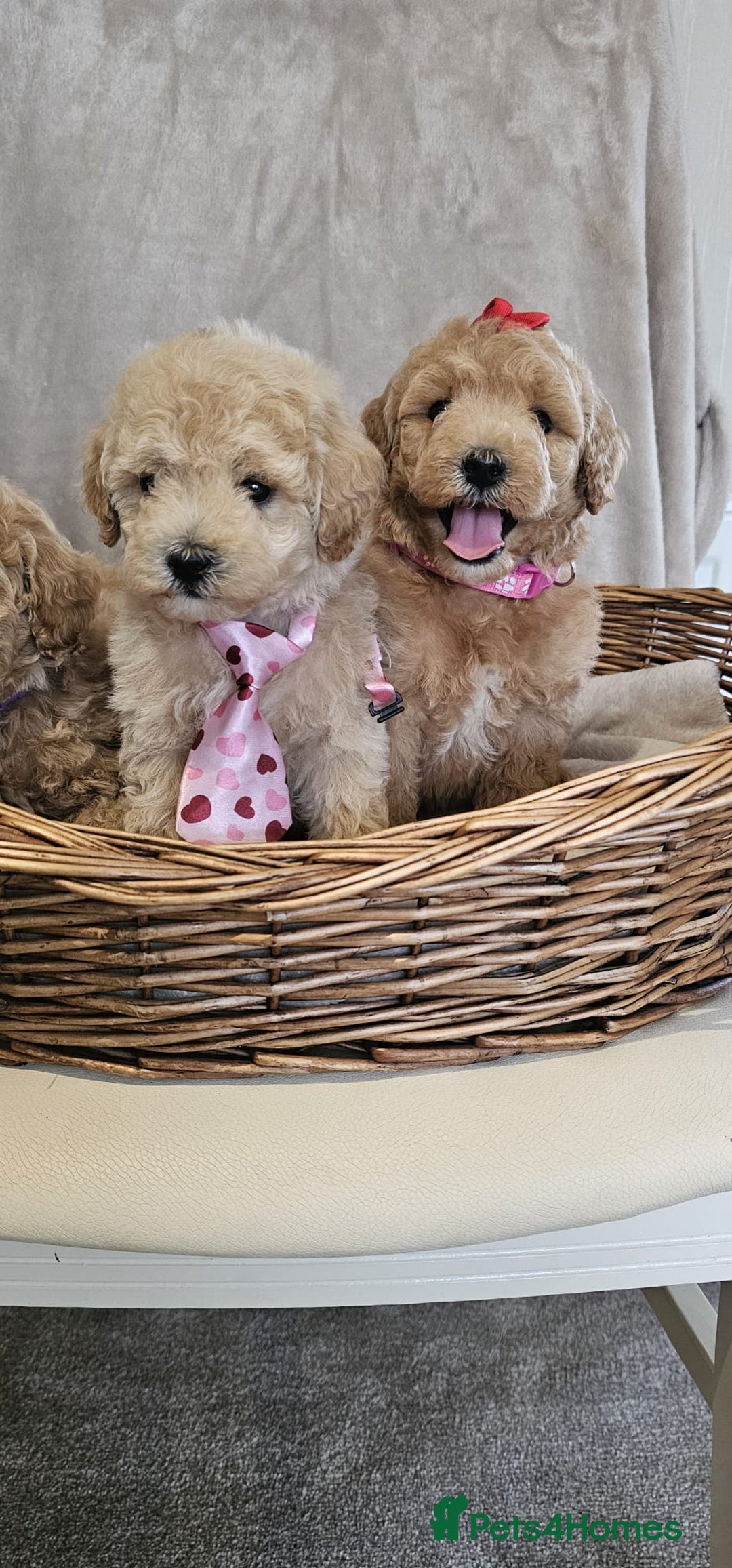 Poochon dogs for sale: Poochon puppies ready now  - Image 8