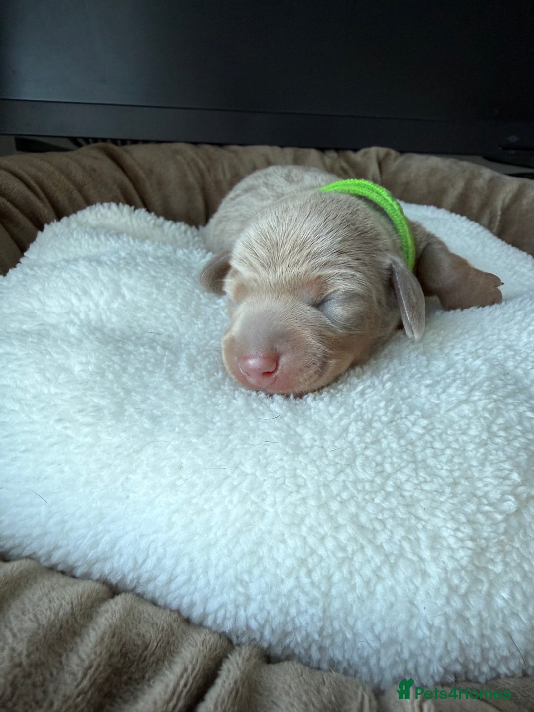 Miniature Dachshund dogs for sale: KC Miniature Dachshund short hair 4M 1F - Advert 12