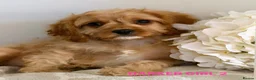 Cavapoo dogs for sale: 6 CAVAPOO PUPPYS / HEALTH TESTED ✔️  - Advert 11