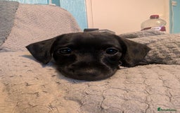 Mixed Breed dogs for sale: Doxie-Dales ready now - Image 17