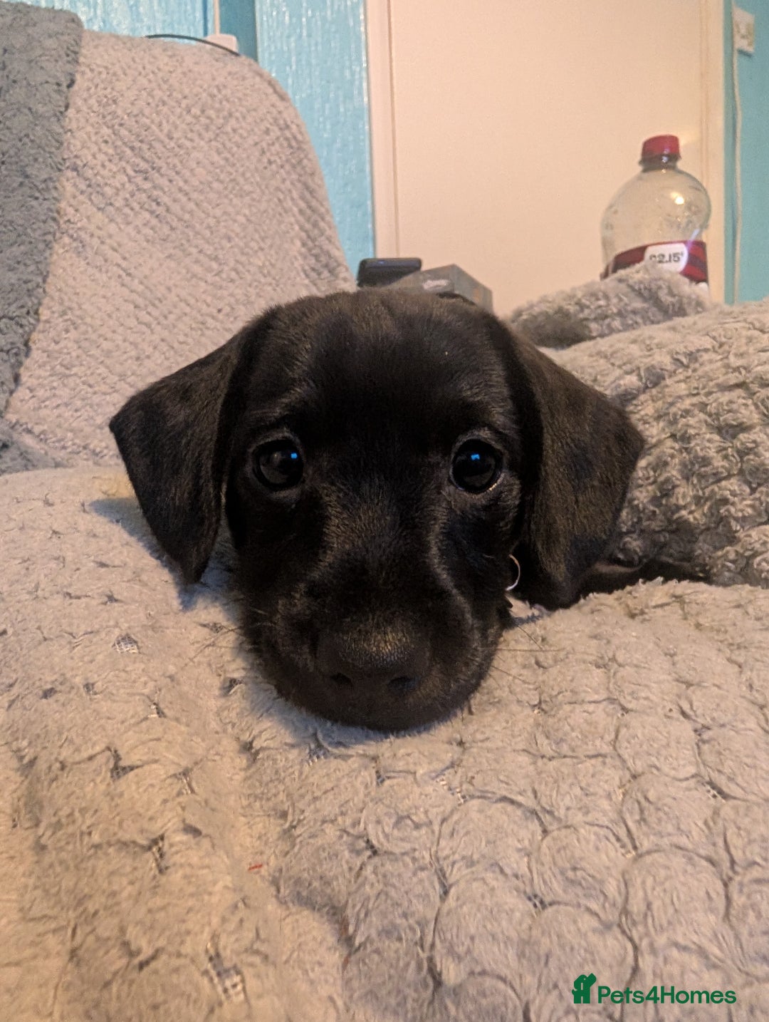 Mixed Breed dogs for sale: Doxie-Dales ready now - Image 17
