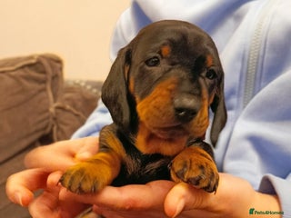 Dachshund dogs Champions Line Standard Dachshund - Advert 8