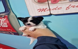 Chihuahua dogs for sale: Chihuahua girl ready to leave - Advert 3