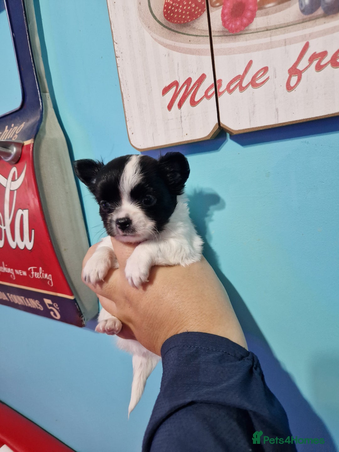 Chihuahua dogs for sale: Chihuahua girl ready to leave - Advert 3