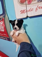 Chihuahua dogs Chihuahua girl ready to leave - Advert 9