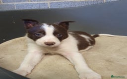 Border Collie dogs for sale: Beautiful farmhome bred Red and white Collies - Image 8