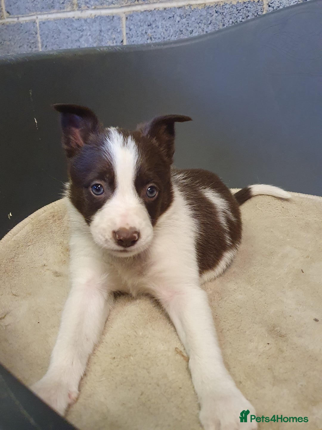 Border Collie dogs for sale: Beautiful farmhome bred Red and white Collies - Image 8