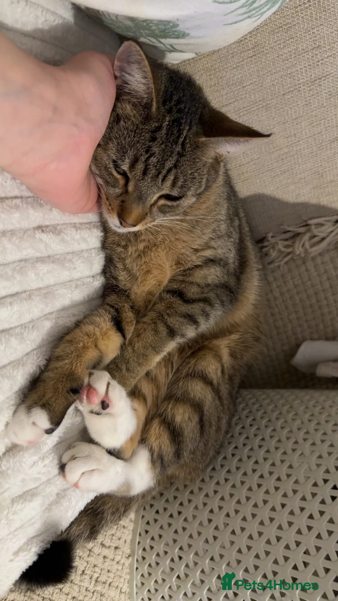 British Shorthair cats for sale: 3 British shorthaired tabbies - Advert 3