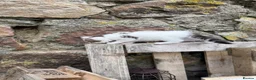 Mixed Breed cats for sale: Farm kittens in Keith - Advert 6