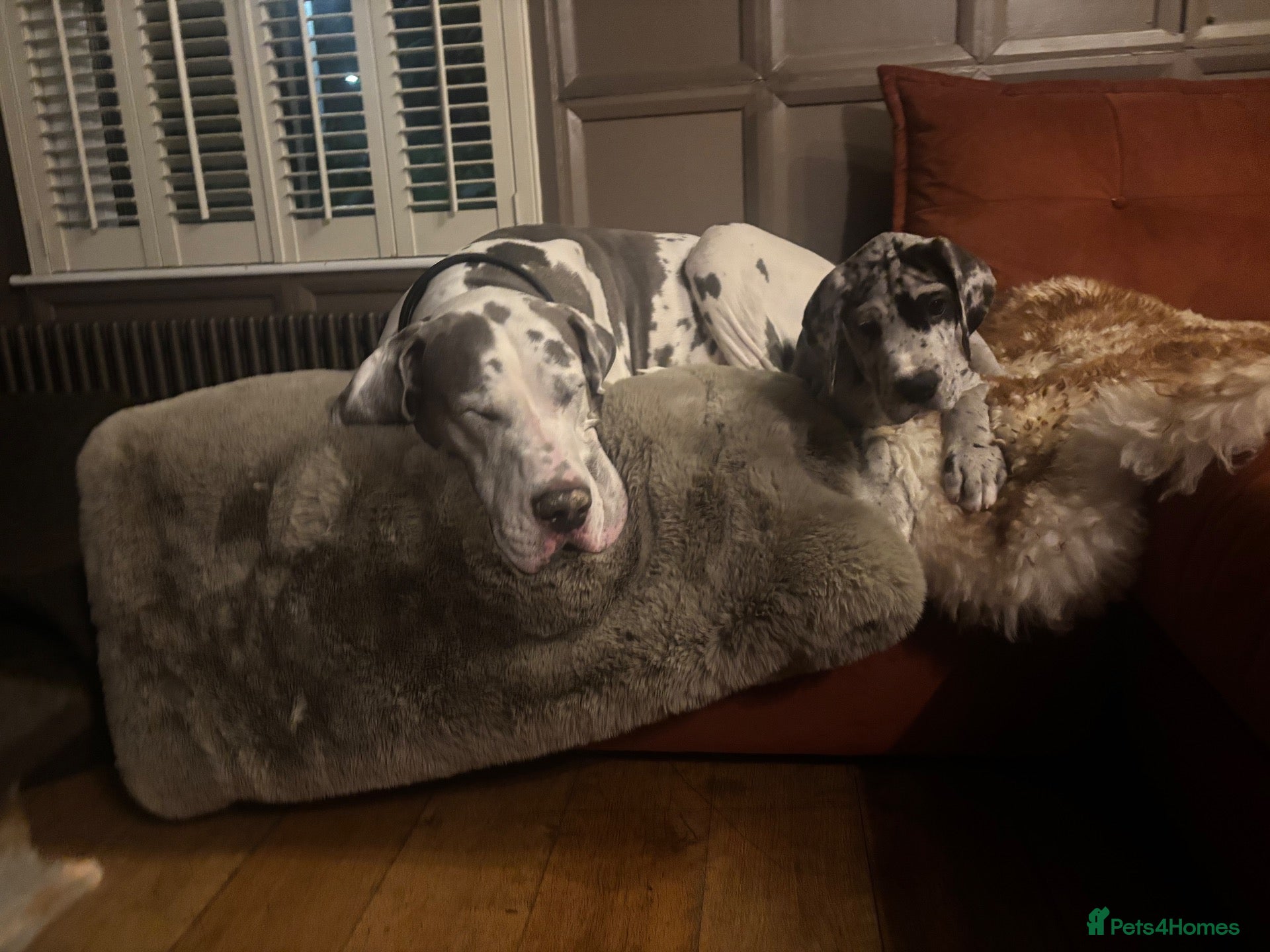 Great Dane dogs Great Dane puppies for sale  - Advert 2
