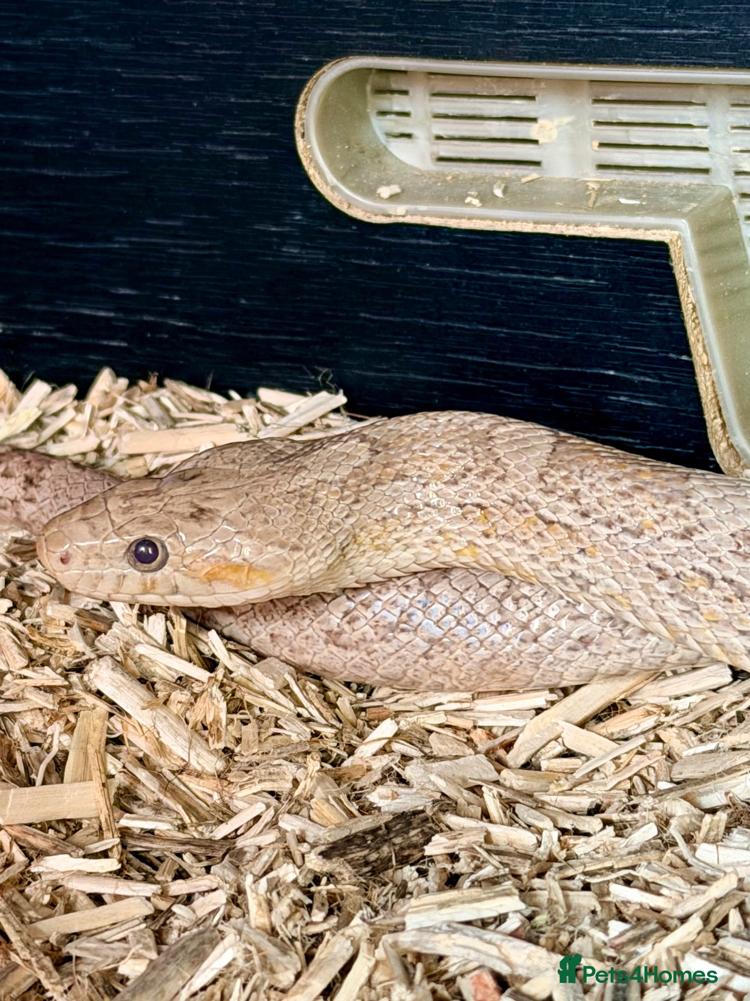 Corn Snake reptiles Ultra Anery het scaleless  - Advert 1