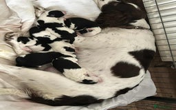 Sprollie dogs for sale: Sprollie puppies looking for  loving homes  - Image 1